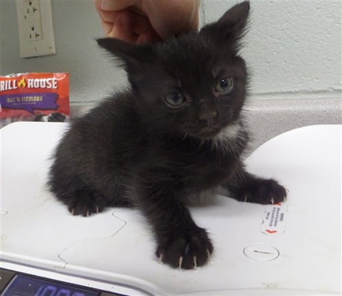 EMORY - Domestic Short Hair for adoption in Augusta