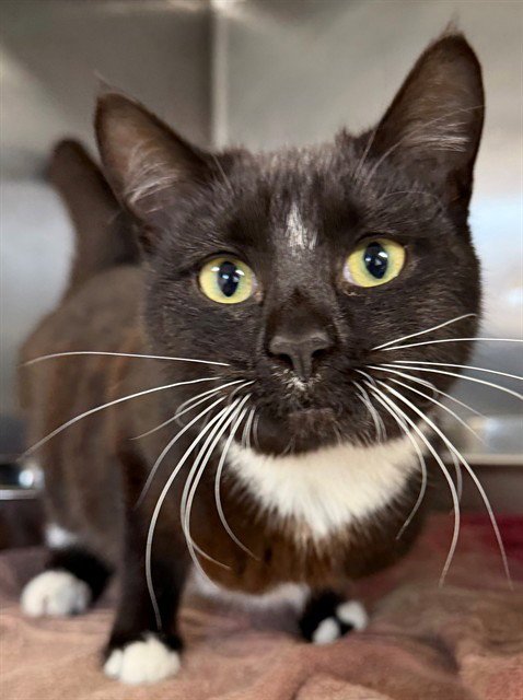 LYDIA - Domestic Short Hair available for adoption