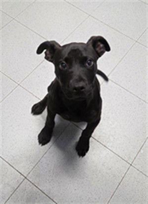 TECHNO - Pit Bull Terrier available for adoption