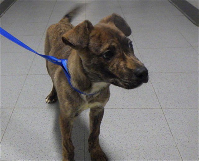 PRIM - Pit Bull Terrier available for adoption