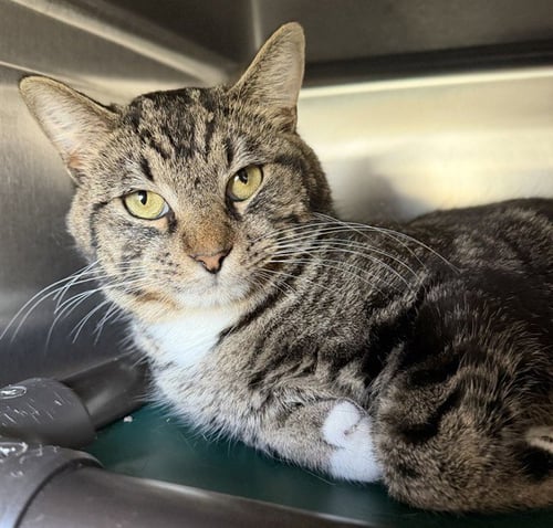 GOLD - Domestic Short Hair available for adoption