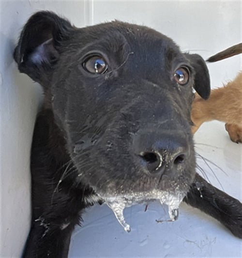 JACKIE - German Shepherd Dog available for adoption