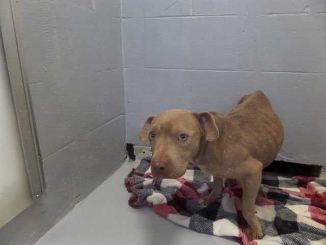 WINNIE - Pit Bull Terrier for adoption in Augusta