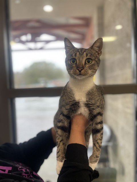 CAMI - Domestic Short Hair available for adoption