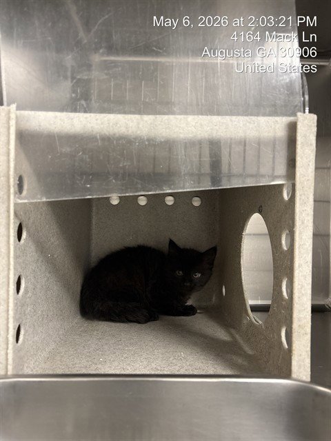 SPOON - Domestic Long Hair for adoption in Augusta