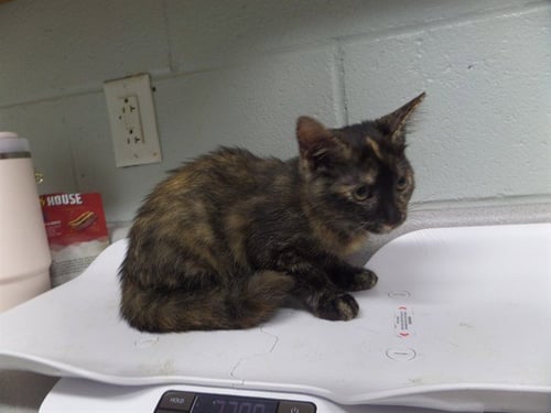 PIKE - Domestic Short Hair available for adoption