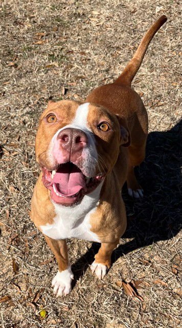 NUTMEG - Pit Bull Terrier available for adoption