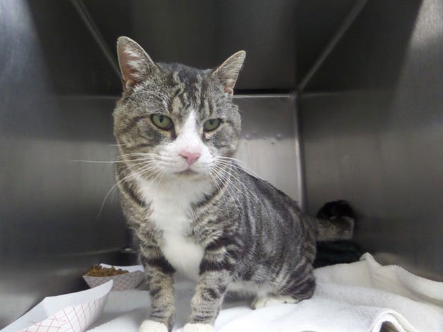 CHANDLER - Domestic Short Hair available for adoption