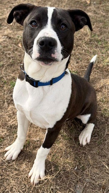 CLYDE - Pit Bull Terrier available for adoption