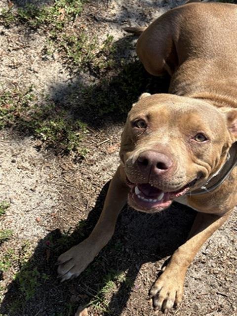 DAISY - Pit Bull Terrier for adoption in Augusta
