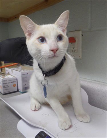 SNOW - Domestic Short Hair available for adoption