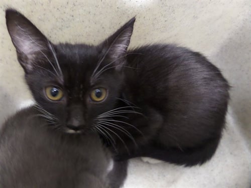 DOUG - Domestic Short Hair for adoption in Augusta