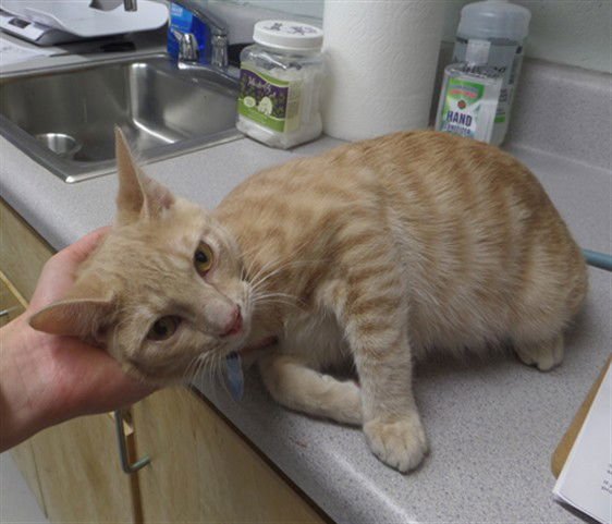 JUNIOR - Domestic Short Hair available for adoption