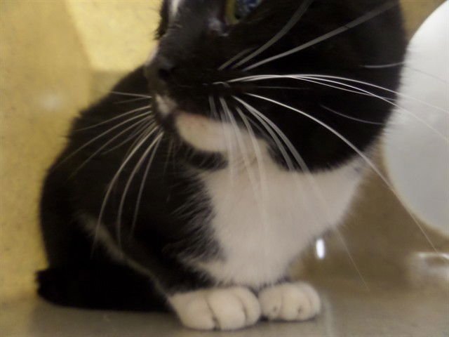 TONKA - Domestic Short Hair available for adoption