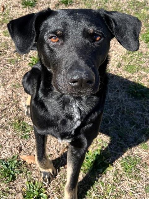 WAYNE - German Shepherd Dog available for adoption