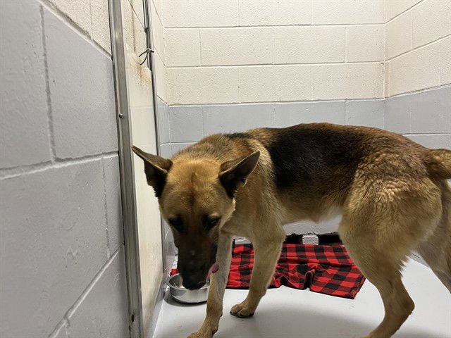 KILO - German Shepherd Dog available for adoption