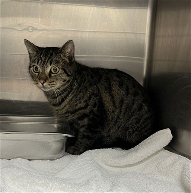 JOYCE - Domestic Short Hair available for adoption