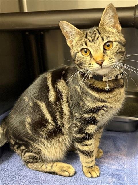 CHIANTI - Domestic Short Hair available for adoption