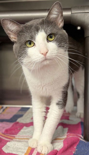 SYRINX - Domestic Short Hair available for adoption