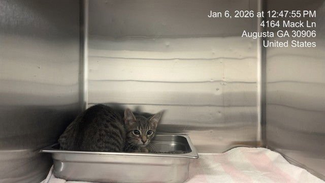 VEGAS - Domestic Short Hair available for adoption