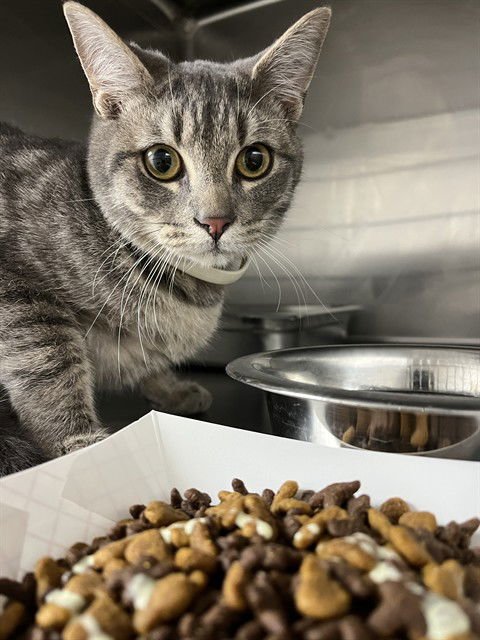 HALEY - Domestic Short Hair available for adoption