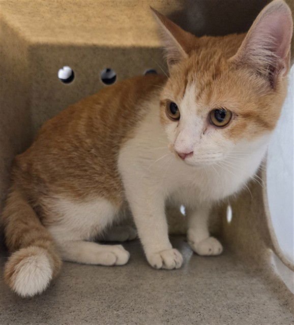 PURRCY - Domestic Short Hair available for adoption