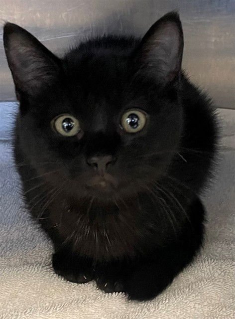 SUPERNOVA - Domestic Short Hair available for adoption