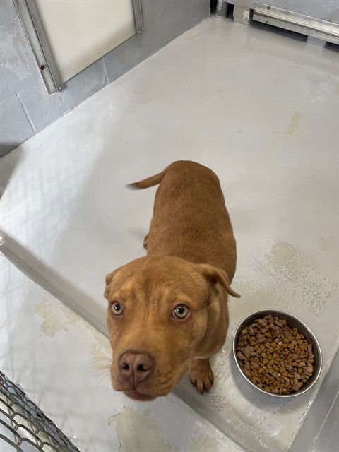 ELI - Pit Bull Terrier available for adoption