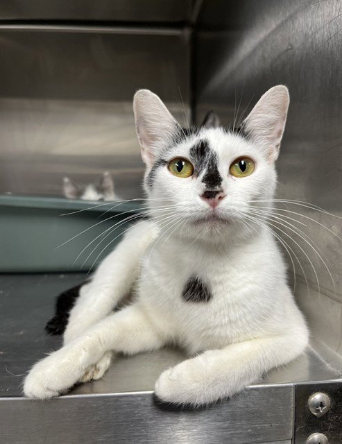 APPLEJACK - Domestic Short Hair for adoption in Augusta