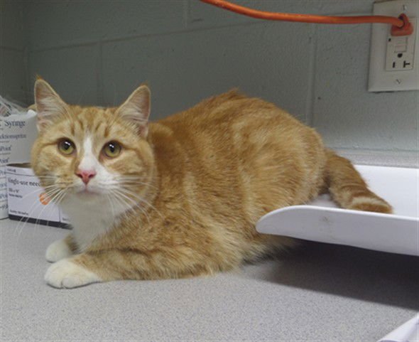 KYLO REN - Domestic Short Hair available for adoption