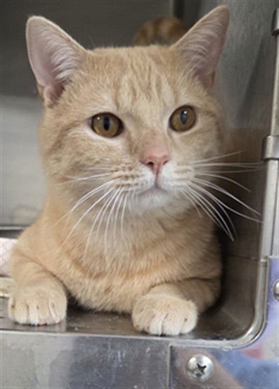 MOSCATO - Domestic Short Hair available for adoption