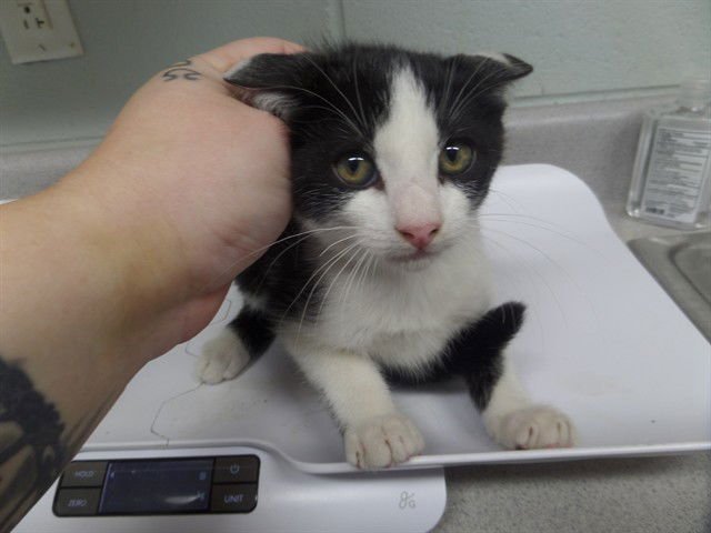 MILKY WAY - Domestic Short Hair available for adoption