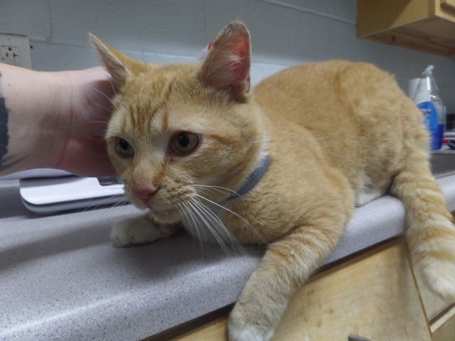 TYGA - Domestic Short Hair available for adoption