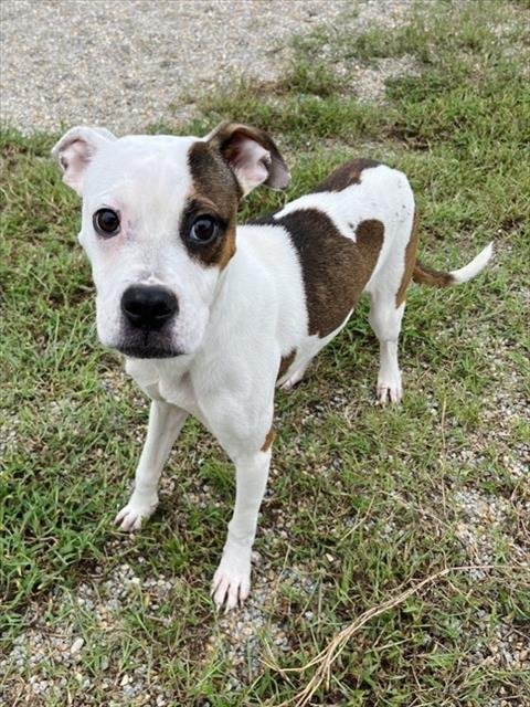 MIDGE - Pit Bull Terrier for adoption in Augusta