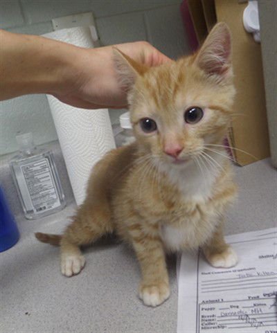 MIKE - Domestic Short Hair available for adoption