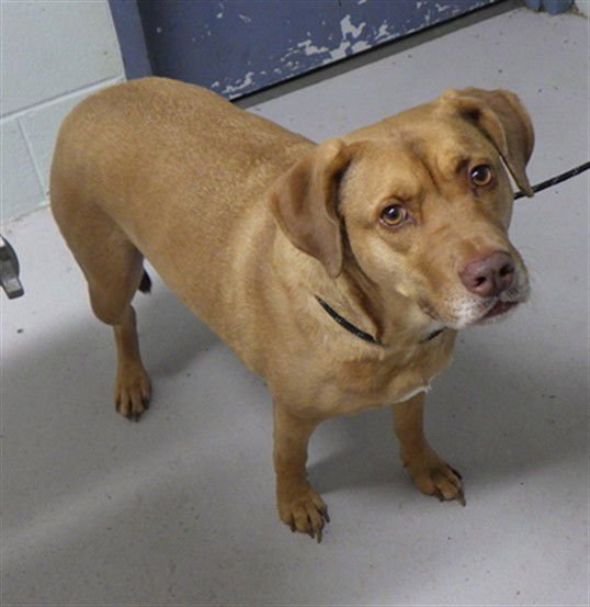 GRACIE - Pit Bull Terrier available for adoption