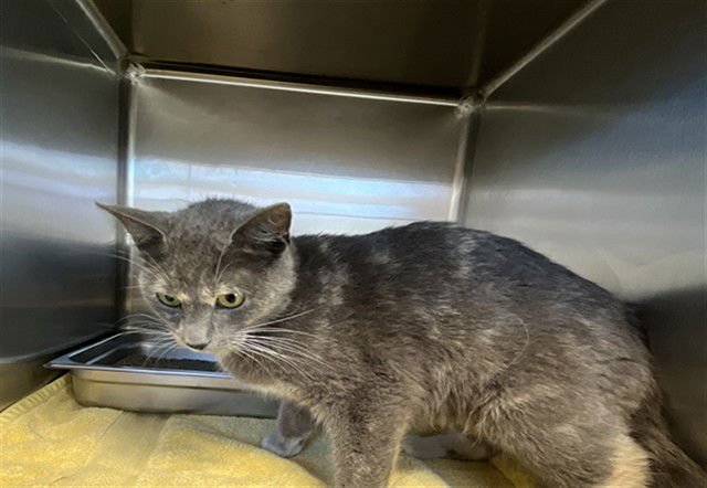 BELL - Domestic Short Hair available for adoption