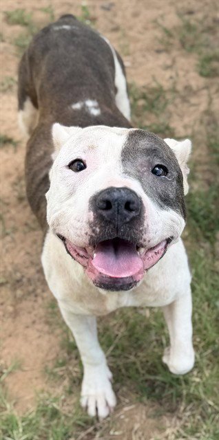 MARY PUPPINS - Pit Bull Terrier for adoption in Augusta