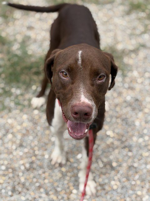 JAEGER - Labrador Retriever for adoption in Augusta