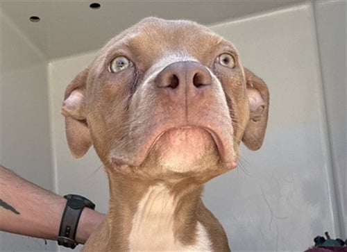 DENNIS - Pit Bull Terrier for adoption in Augusta