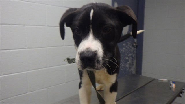 WALTER - Labrador Retriever available for adoption