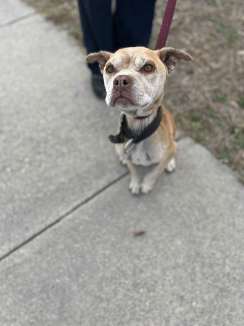 ELLA - Pit Bull Terrier available for adoption