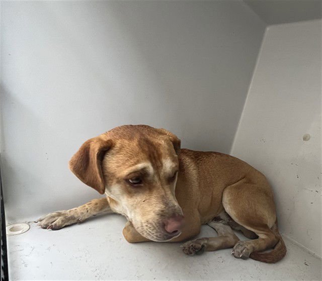 BEYBLADE - Labrador Retriever for adoption in Augusta