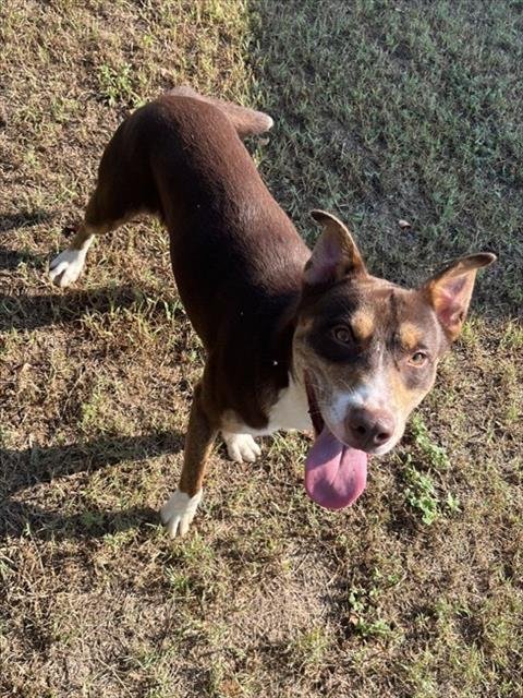 ZAXBY'S - Pit Bull Terrier for adoption in Augusta