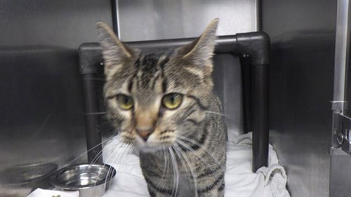 TINSEL - Domestic Short Hair available for adoption