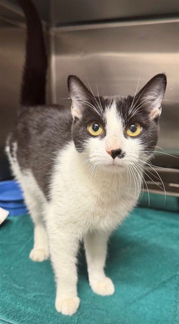 MIDNA - Domestic Short Hair available for adoption