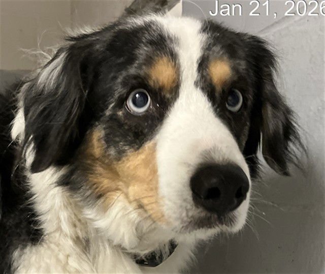 FRANKIE - Australian Shepherd available for adoption