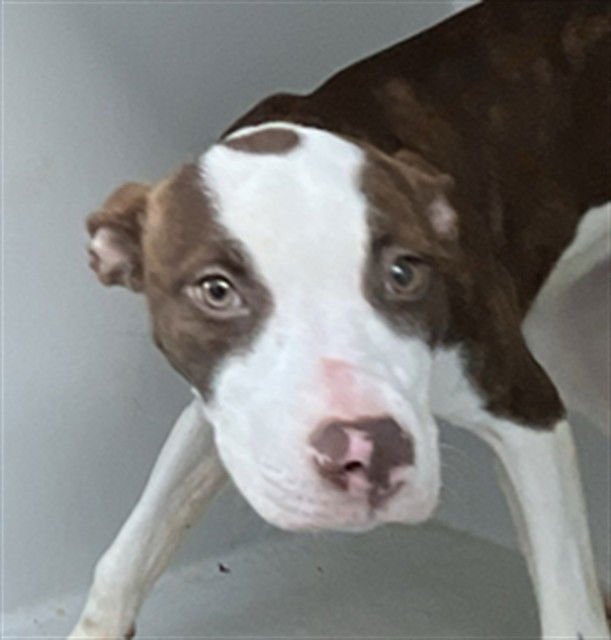 THIA - Pit Bull Terrier available for adoption