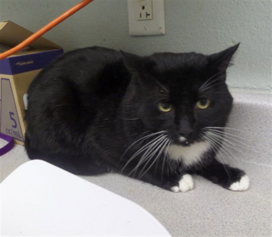 HOPPER - Domestic Short Hair available for adoption