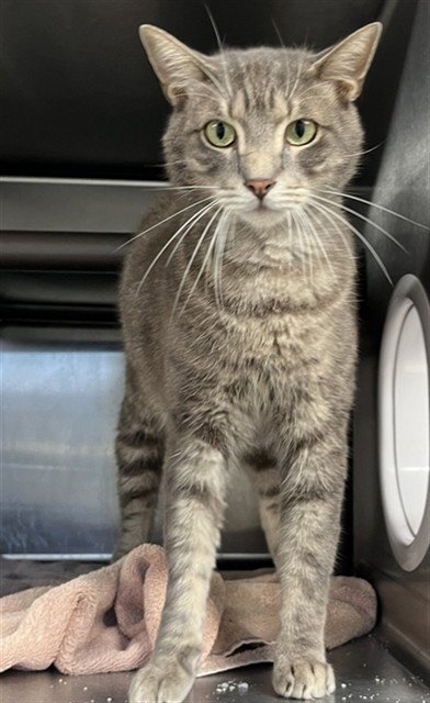 ANGUS - Domestic Short Hair for adoption in Augusta